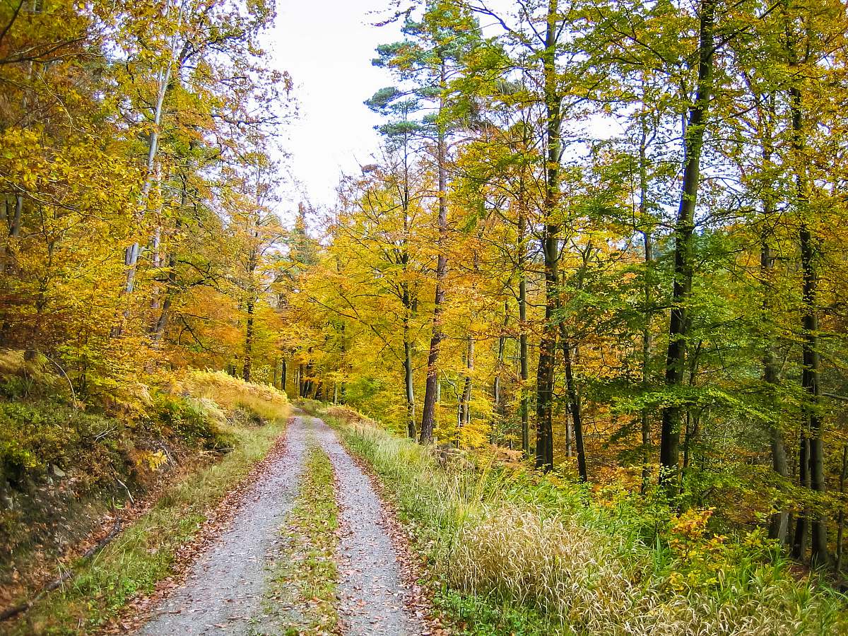 gravel pathway between green grass and trees during daytime road